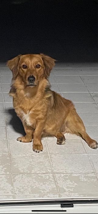 A carlota procura o seu”Felizes para sempre