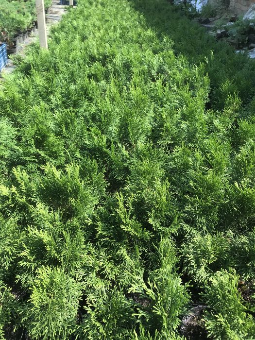 Туя смарагд, різні розміри Полтава