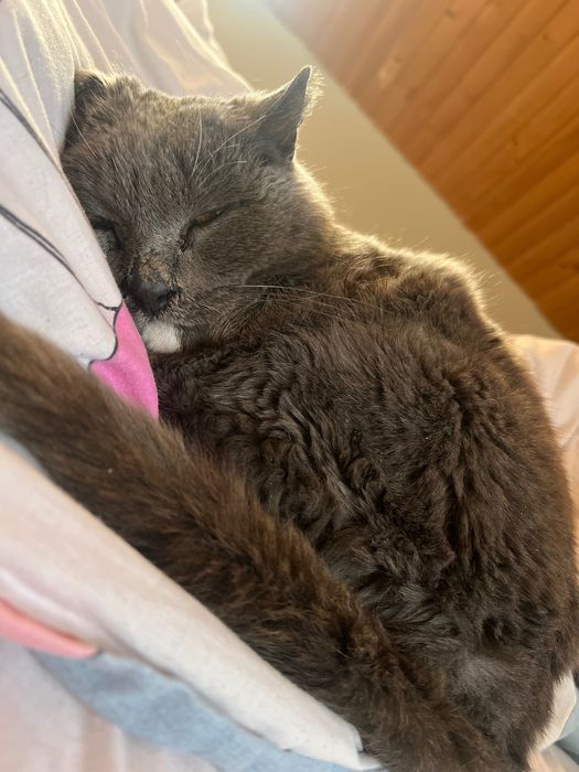 кішка в добрі руки