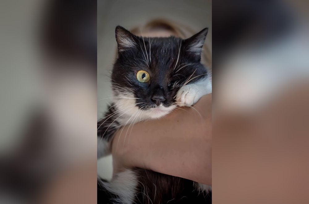 Kochany kocurek Diego marzy o domku!