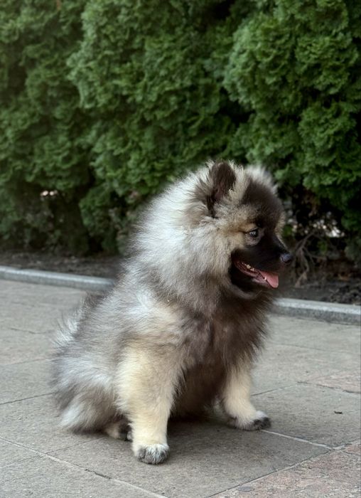 Дівчинка кісхонд/вольфшпіц