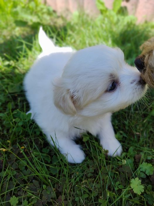 Цуценята мальтезе мальтійські болонки
