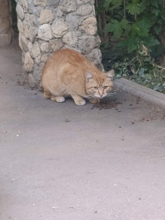 Заберіть гарного милого котика