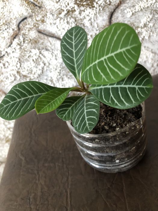 Молочай беложильчатый.