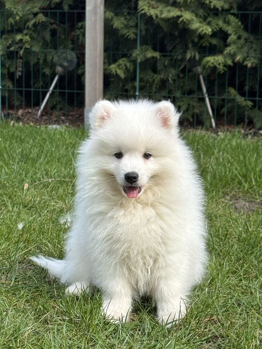 Szpic Japoński - nie Samoyed - Cudny maluch - ZKwP / FCI
