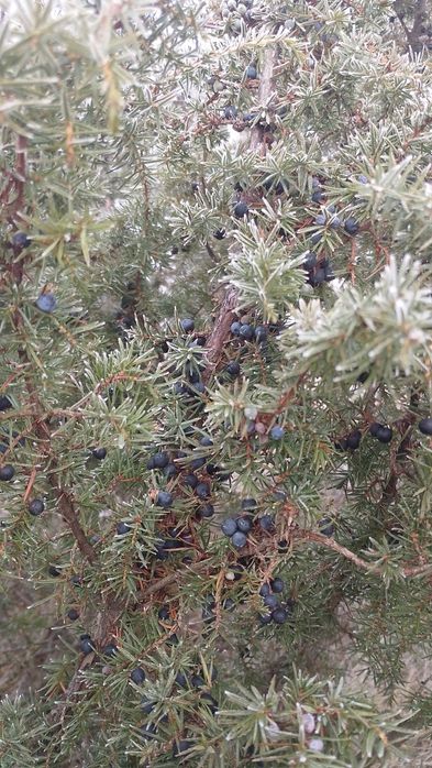 Ягоди ялівцю, плоди можжевельника