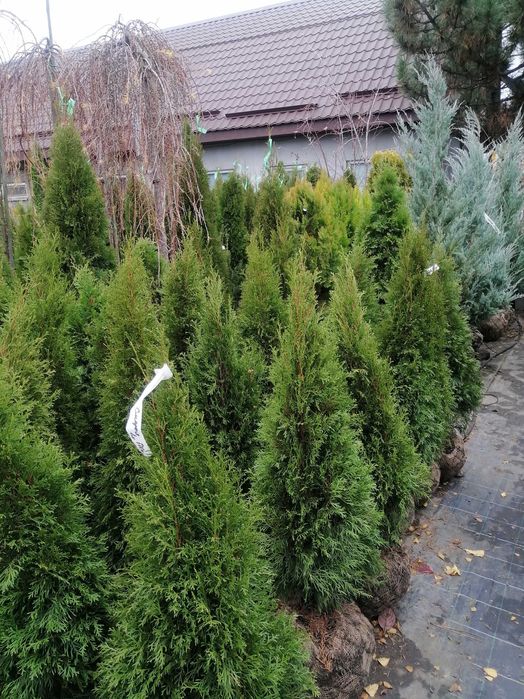 Смарагд Спартан Блю арроу