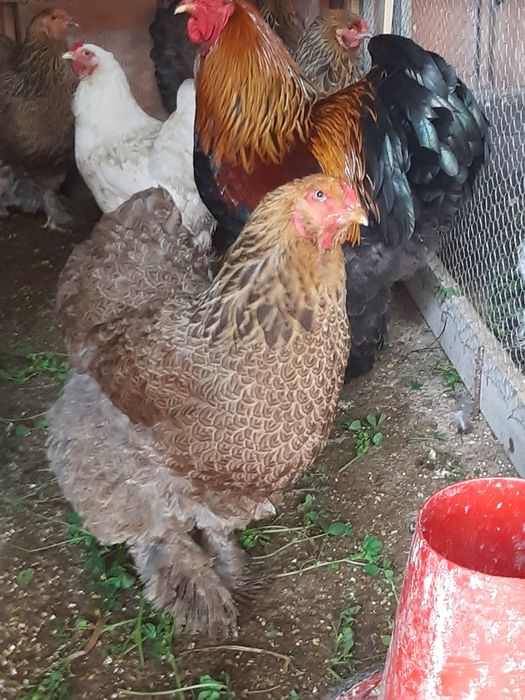 OVOS Brahmas Galinhas Ornamentais Garnizes Sedosas barbudas fracas