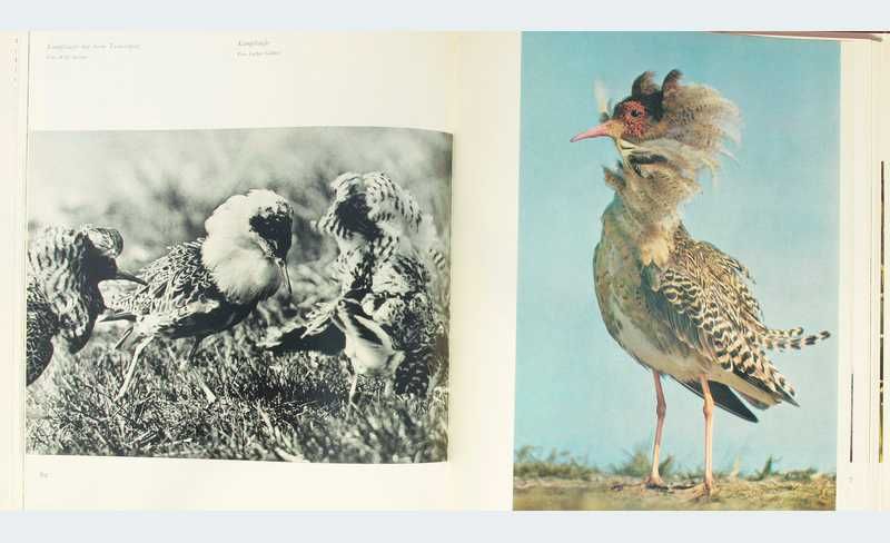 Животные. Tiere vor der Kamera. Альбом. 1977 г.