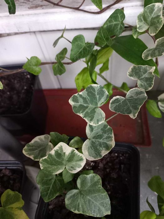 Распродажа  цветов. Только Харьков