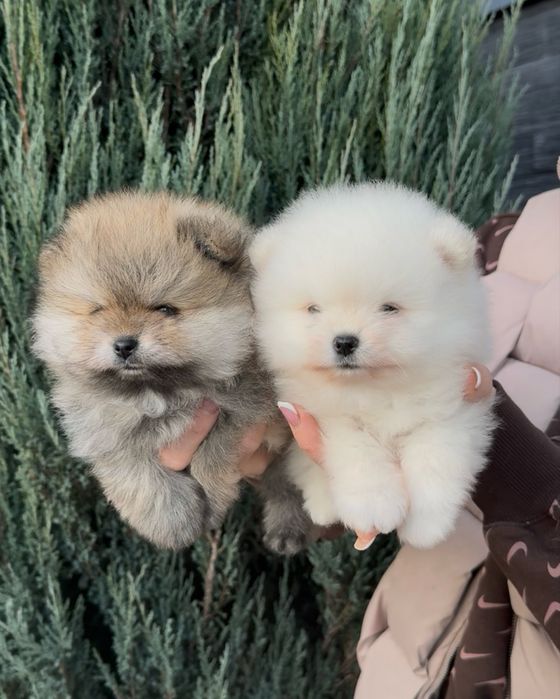 Малесенькі Померанські янголята народжені дарувати любов