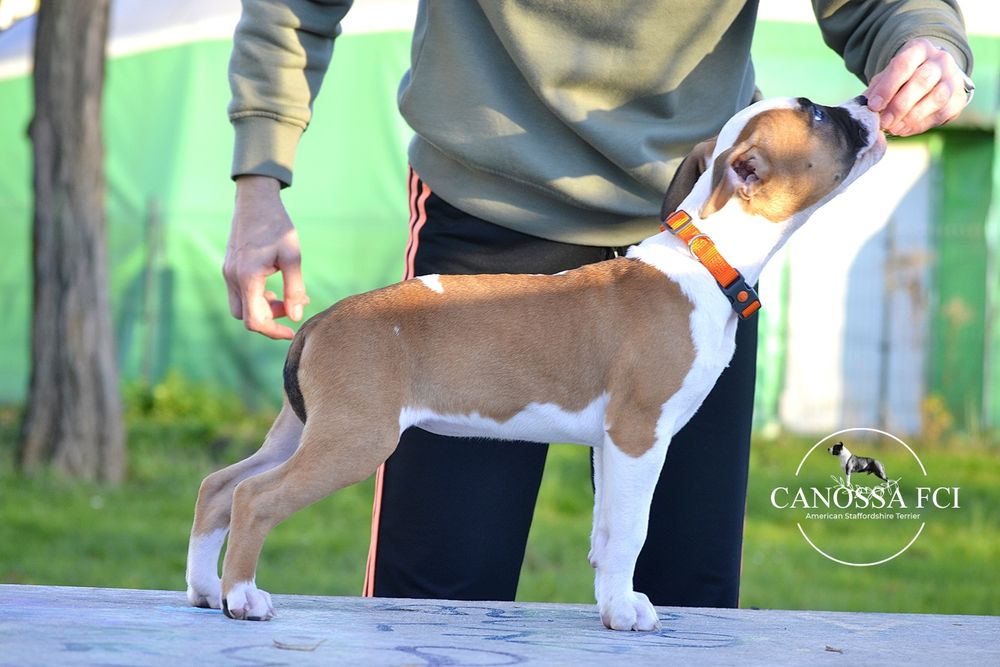 Suczka AmStaff ZKwP/FCI Gotowa do odbioru.