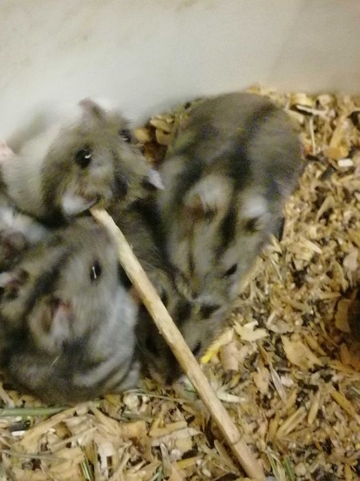 Хомячки.!  Хомяки джунгарские