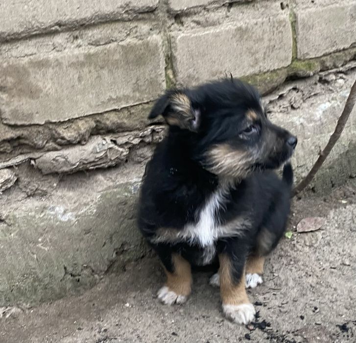 Цуценята шукають сімʼю