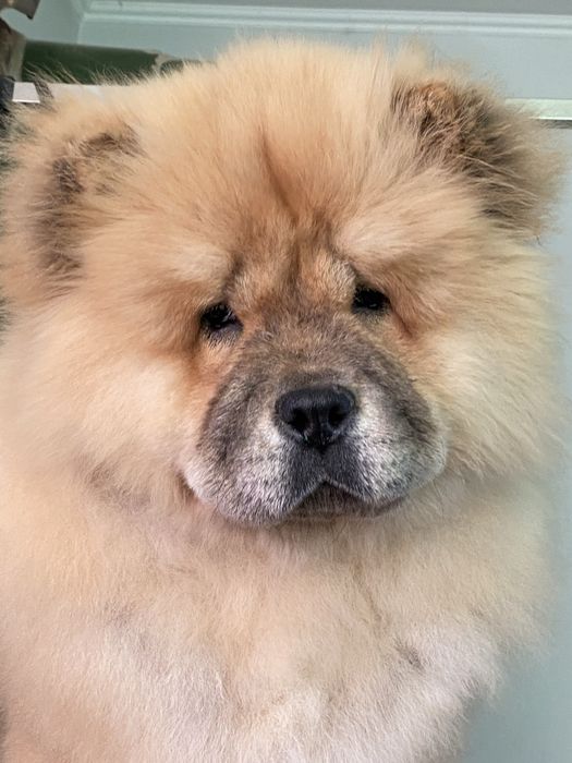 Шикарна дівчинка