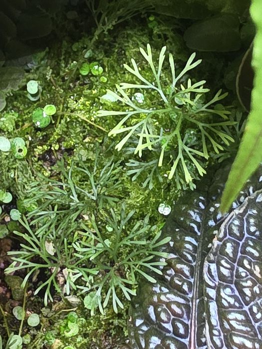 Rośliny tropikalne do paludarium, terrarium