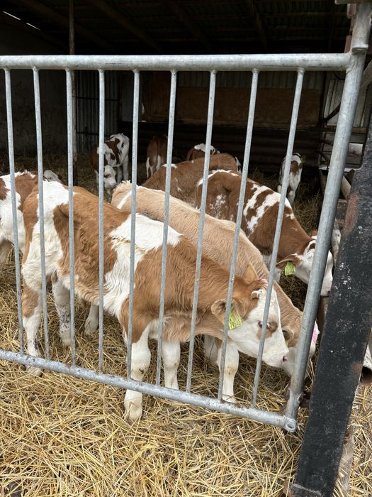 Sprzedam byki i jalowki