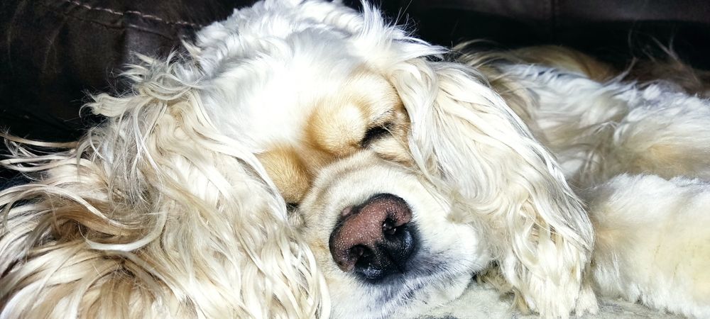 В'язка американський кокер спаніель