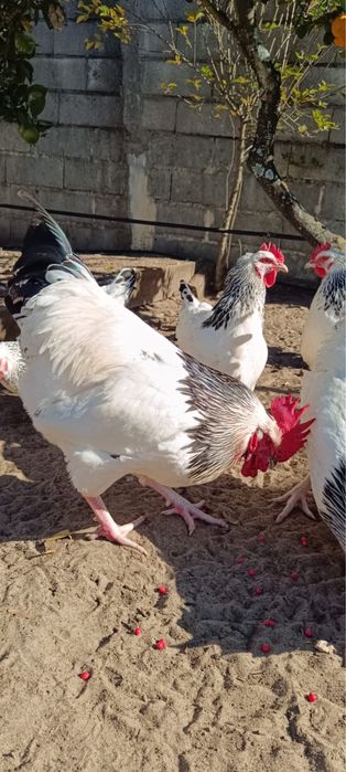 Vendo galos Sussex Light Puros