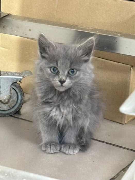 Котики в добрі руки