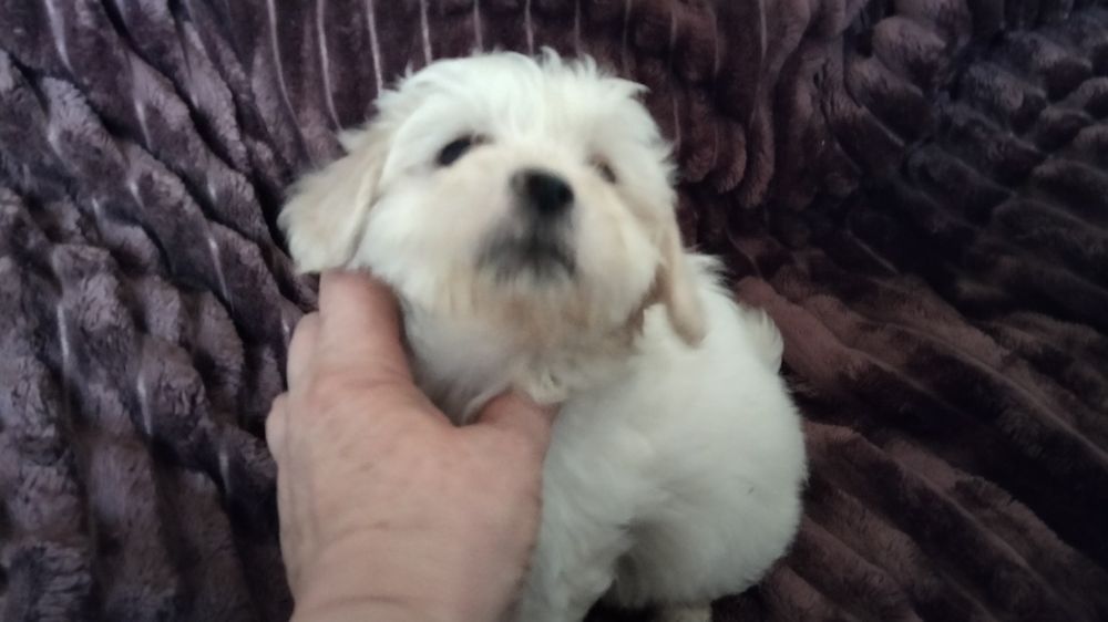 Мальтипу девочки и мальчик белые