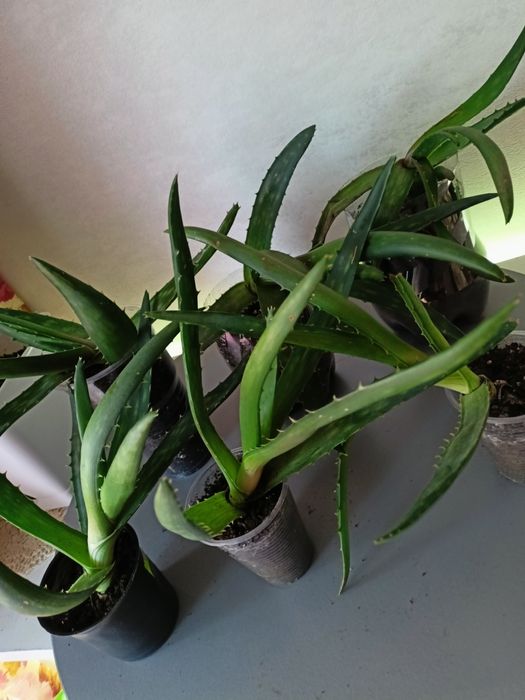 Черенки алоэ вера