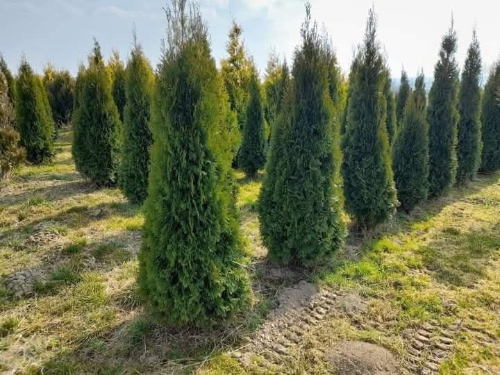 Thuja Tuja Szmaragd