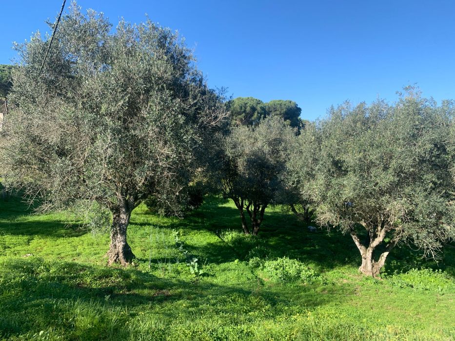 Oliveiras centenárias