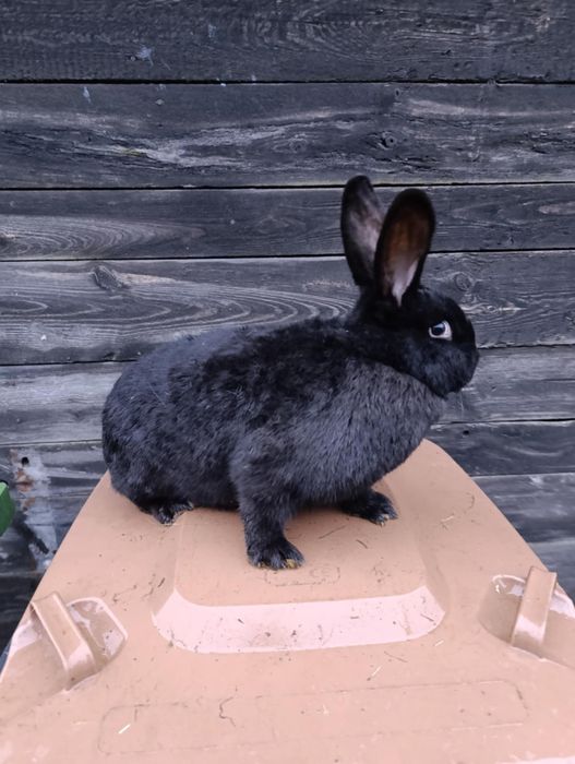 Króliki po 20zł/kg