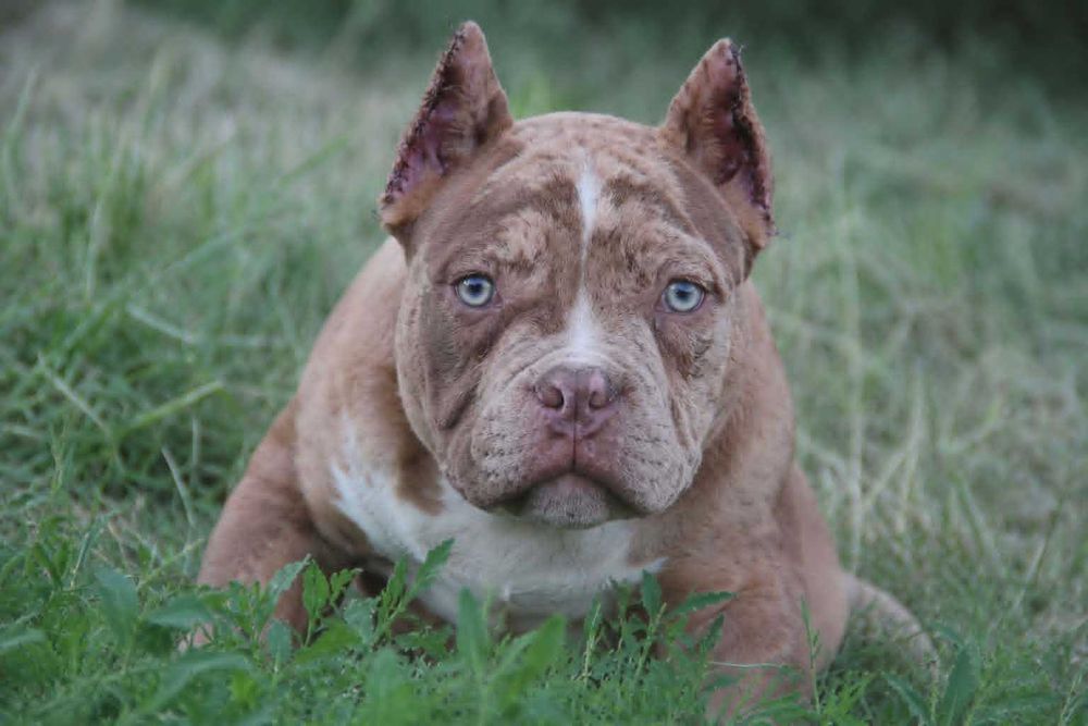 Маленький ведмедик American Bully Pocket