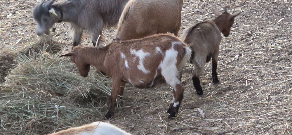 Casal Cabras Pequenas