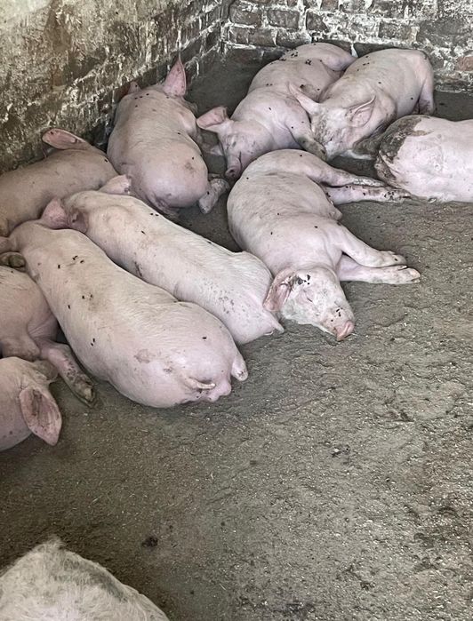 Поросята F1+петрен