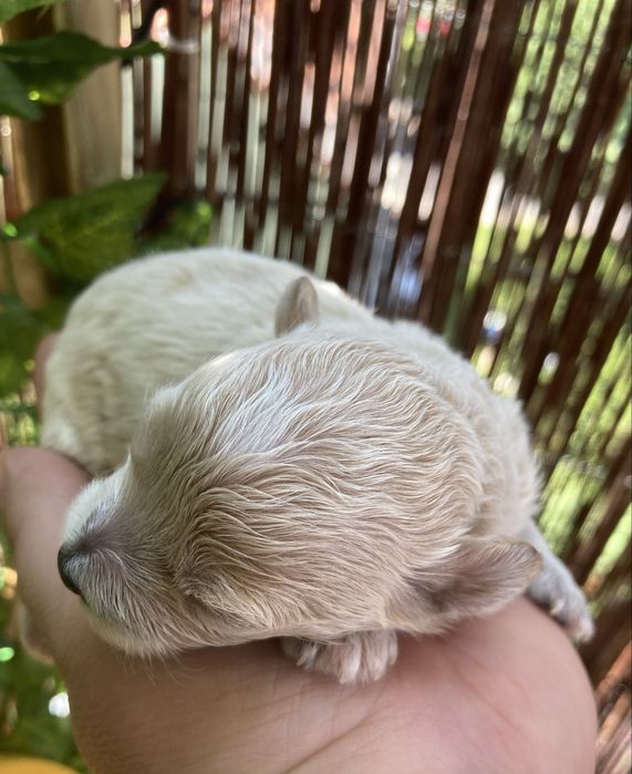 Maltipoo - piesek