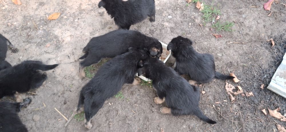 УВАГА!, ШАРА,Роздаю безкоштовно цуценят німецької крові