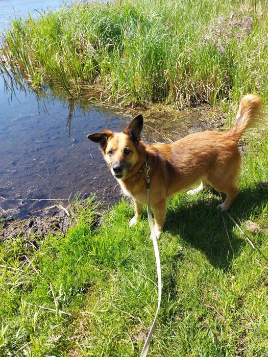 SONIA - Schronisko dla Zwierząt w Ostródzie