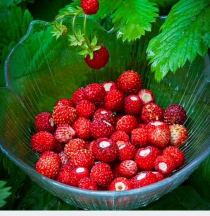 Ocet poziomkowym 0.5 l