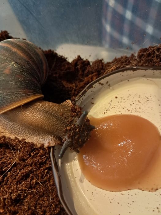 Ślimaki afrykańskie archavhatina rhodo i matginata