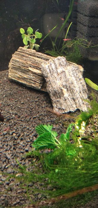 Krewetkarium akwarium