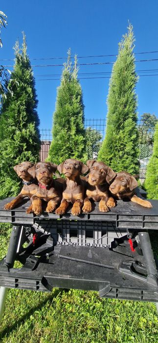 Ягдтер'єр-собаки