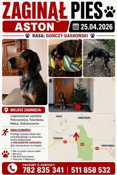 Poszukiwany pies rasy goński gaskoński