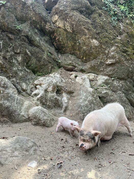 Porco anoes brancos muito bonitos