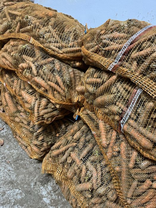 Marchew odpadowa  paszowa