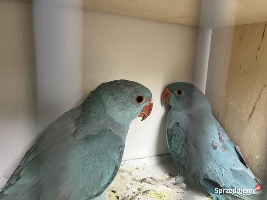 Aleksandretty obrozna z 2025