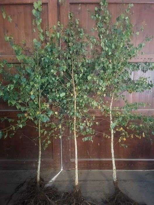 Brzoza brodawkowata goły korzeń szkółkowana wysyłka 200 cm - 225 cm