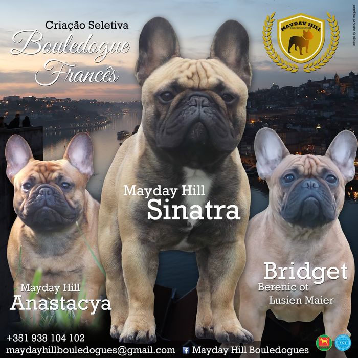 Bulldog francês macho fawn para acasalamento