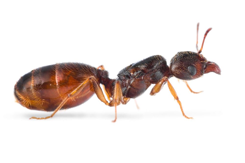 Pheidole pallidula/Мурахи