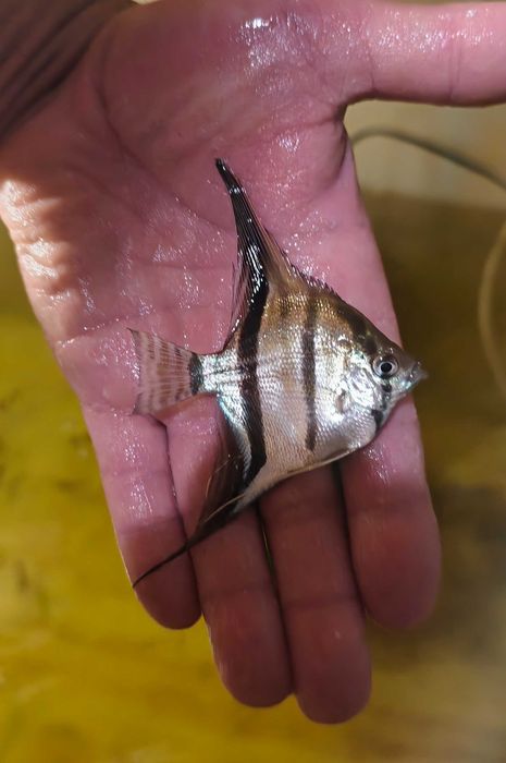 Skalary Santa Isabel, Pterophyllum scalare.