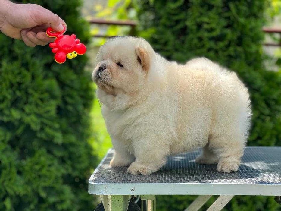 Chow Chow disponível