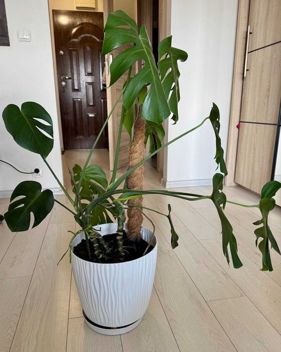 Zdrowa duża monstera