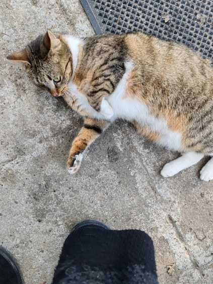 dwie kotki do adopcji